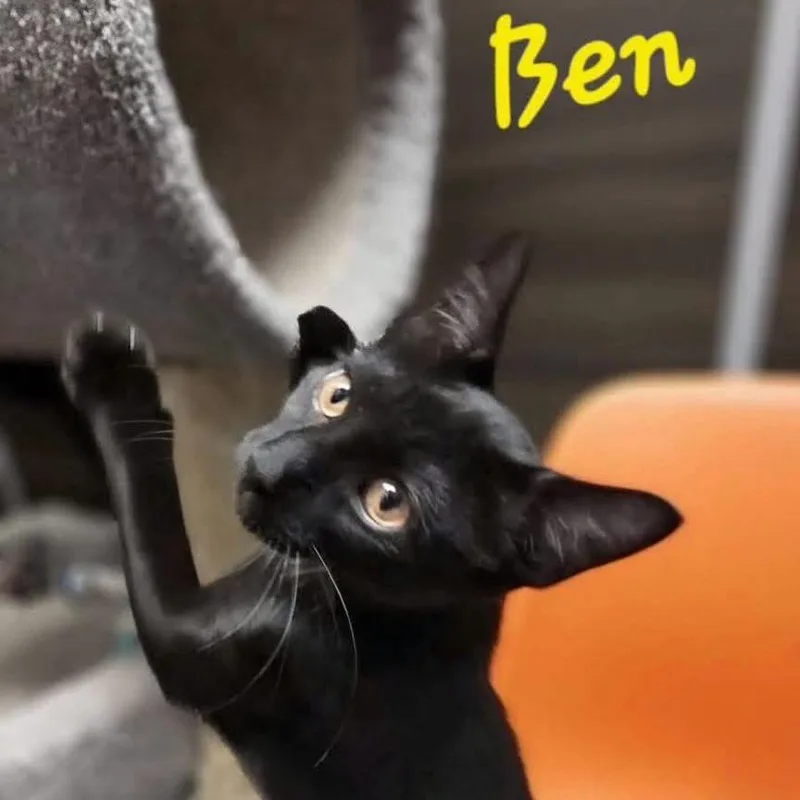 Ben thumbnail 3
