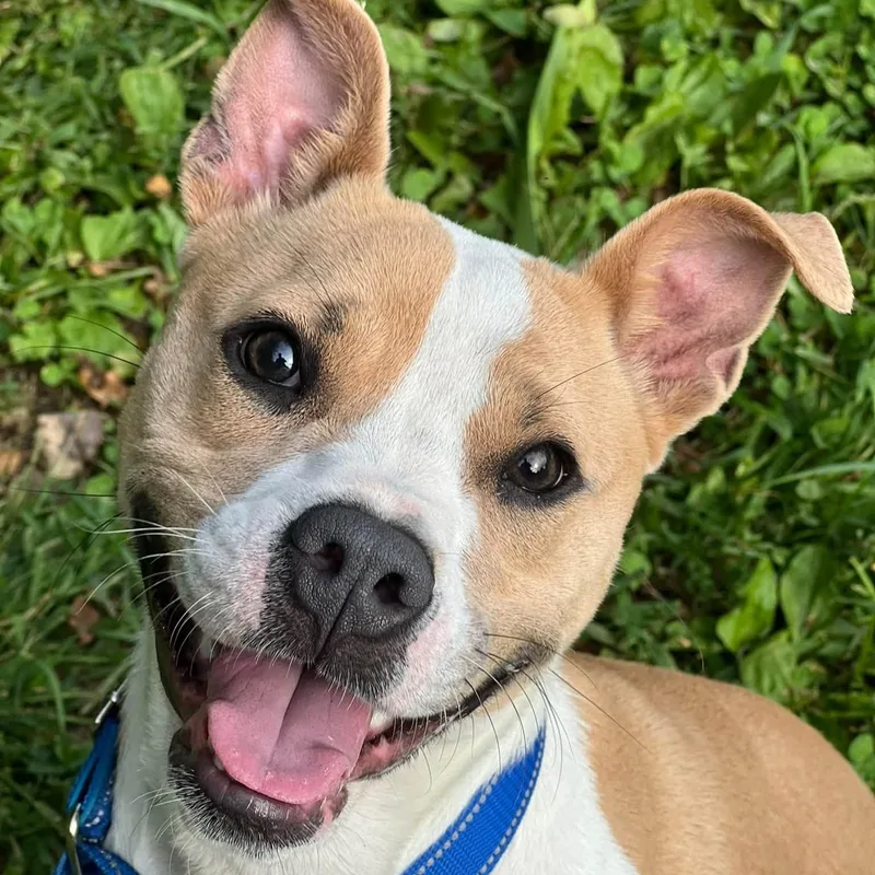 A young medium-sized female Mixed Breed dog named Mrs Puff for adoption in Phoenixville, PA