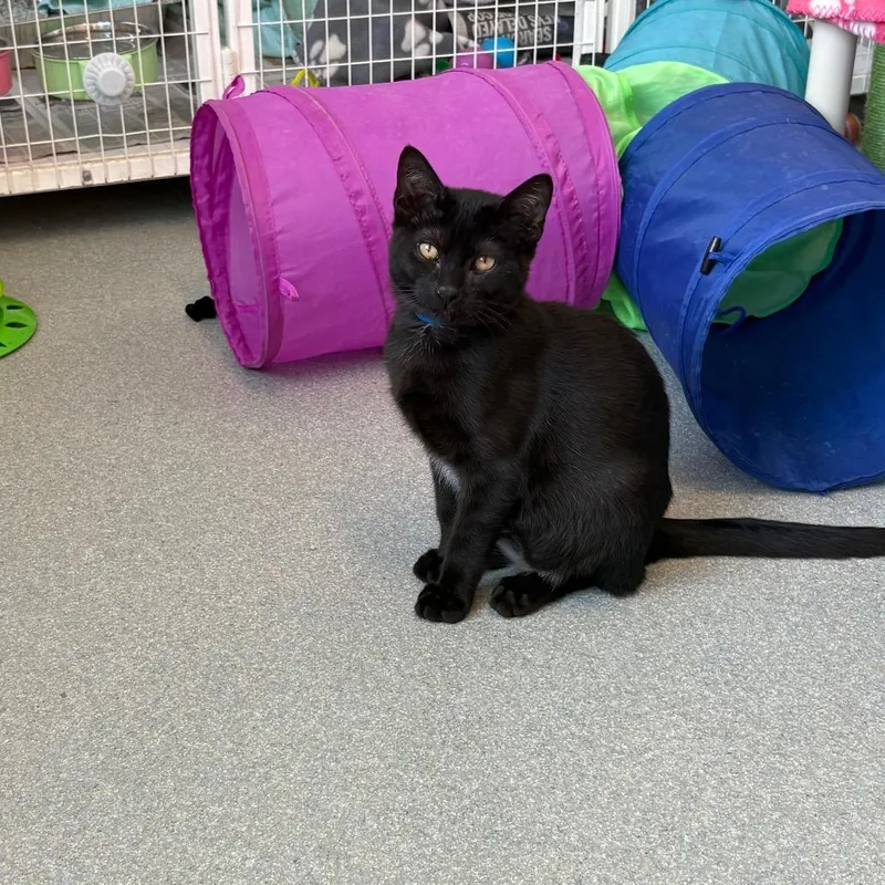 A baby small-sized male Black Domestic Short Hair cat named Nuri for adoption in Chicago, IL