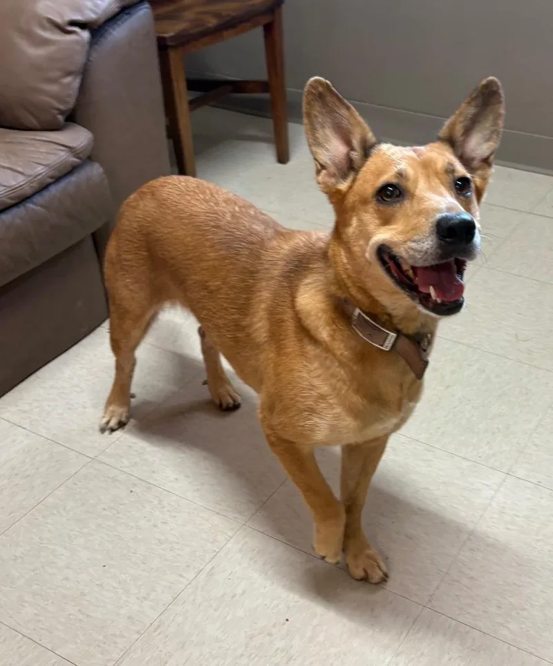 An adult medium-sized female Shepherd dog named Cinnamon for adoption in Fayetteville, TN