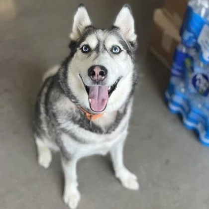 An adult extra large-sized male Mixed Breed dog named Indigo for adoption in Janesville, WI