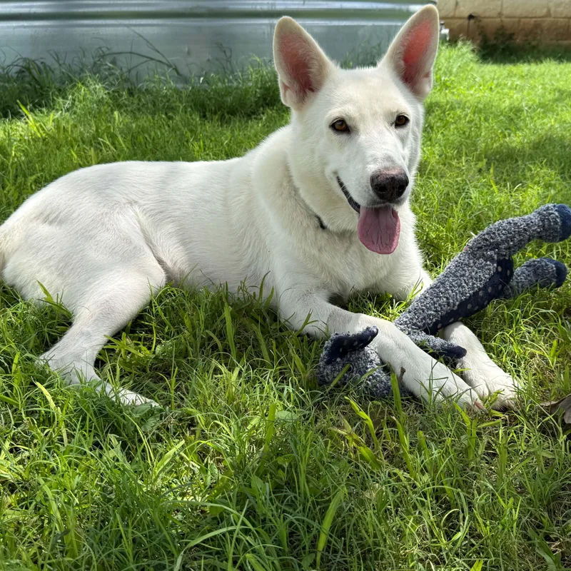 An adult medium-sized female White / Cream Shepherd dog named Gloria for adoption in Marion, TX