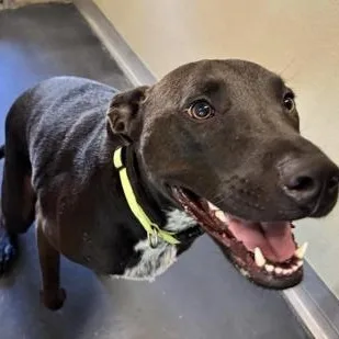 Cane Gregory thumbnail 2