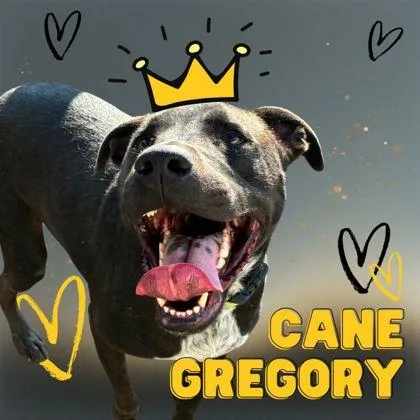 Cane Gregory