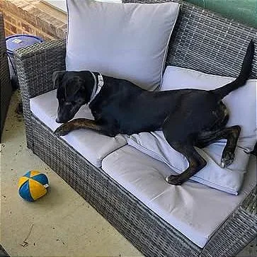 A young medium-sized female Bull Terrier dog named Stella for adoption in Longview, TX