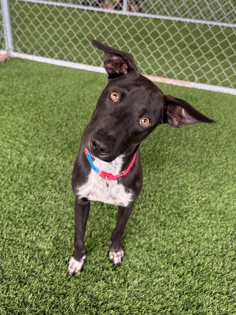 A young medium-sized male Black Mixed Breed dog named Finley for adoption in Brooklyn, NY