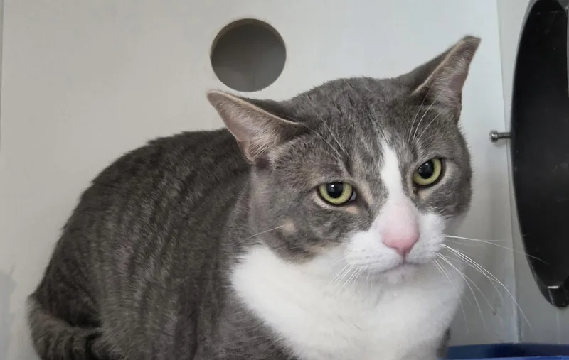 A young medium-sized male Gray & White Domestic Short Hair cat named Roarwell for adoption in Satellite Beach, FL