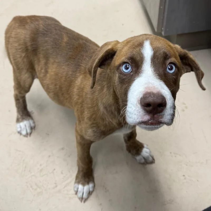 A young medium-sized male Yellow / Tan / Blond / Fawn Mixed Breed dog named Micah for adoption in Pine Bluff, AR