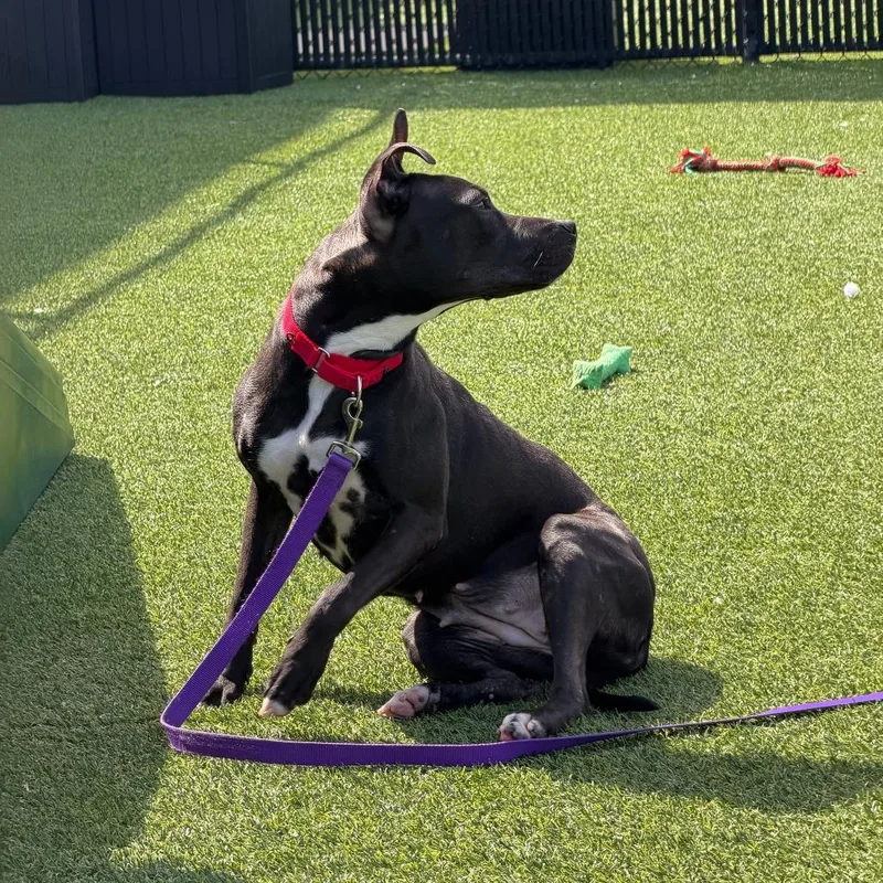 Witch Hazel thumbnail 2