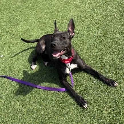 Witch Hazel thumbnail 3