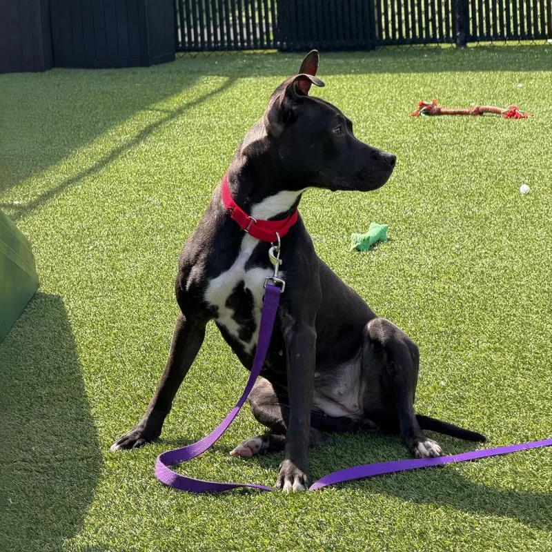 Witch Hazel thumbnail 4