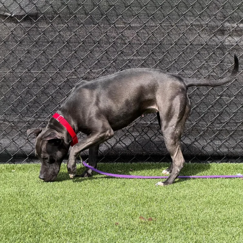 Witch Hazel thumbnail 5