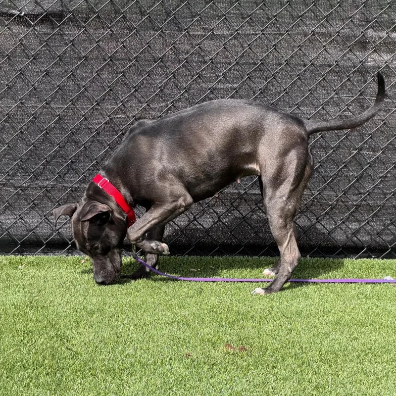 Witch Hazel thumbnail 6