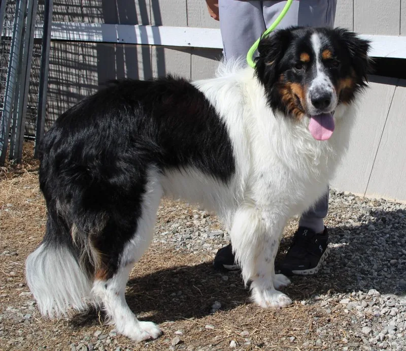 A young large-sized male Bernese Mountain Dog dog named Homer for adoption in Vacaville, CA