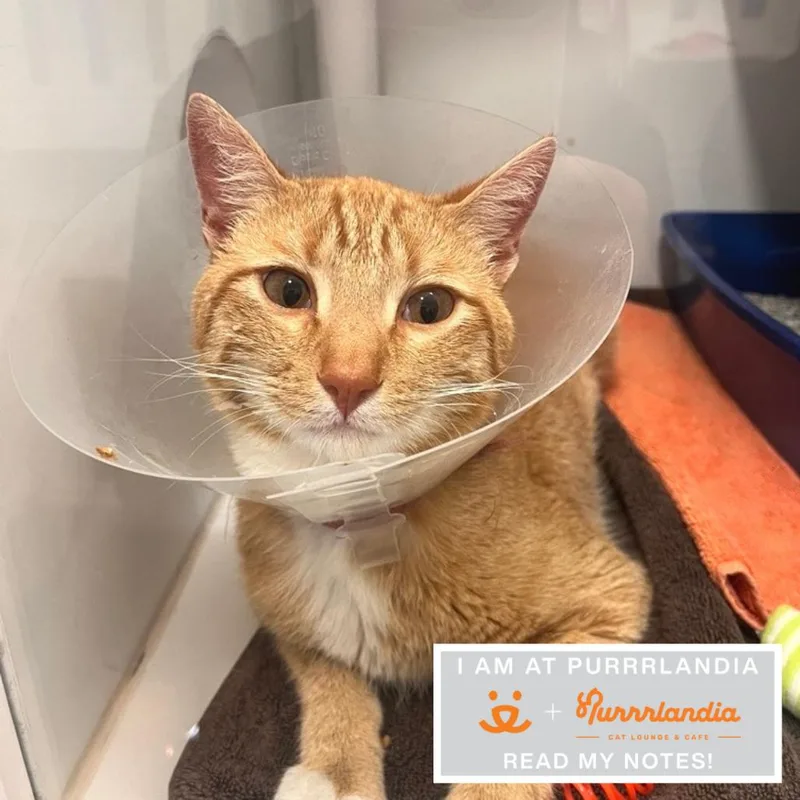 An adult large-sized male Domestic Short Hair cat named Excalipurr for adoption in Los Angeles, CA