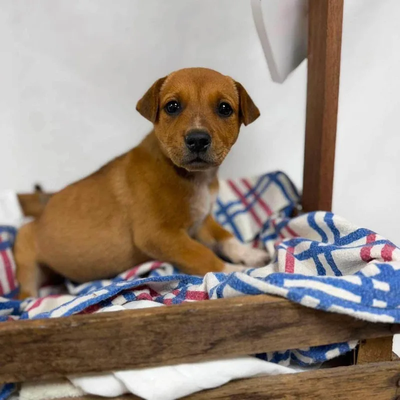 A baby medium-sized male Brown / Chocolate Cattle Dog dog named Fergus for adoption in Alexandria, VA