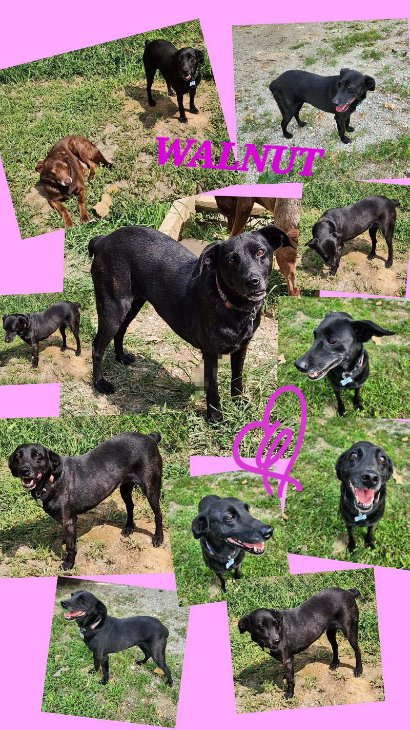 An adult medium-sized male Brown / Chocolate Australian Kelpie dog named Pecan & Walnut for adoption in Jackson, TN