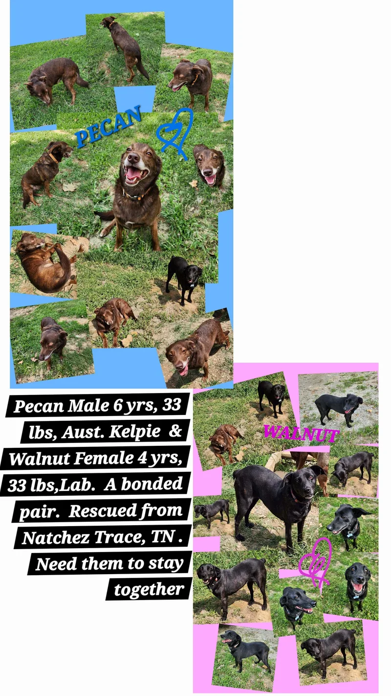 Pecan & Walnut thumbnail 2
