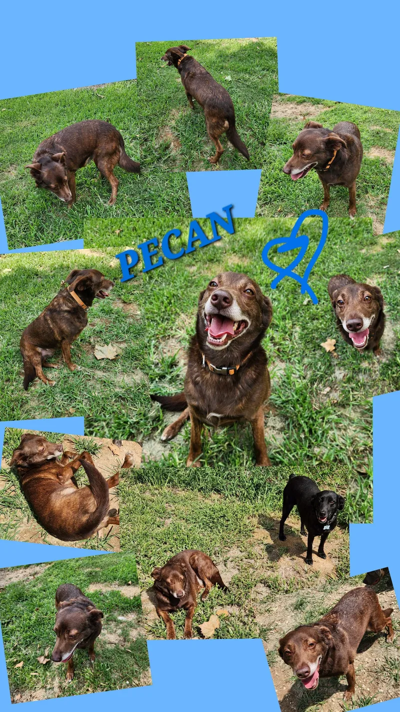 Pecan & Walnut thumbnail 4