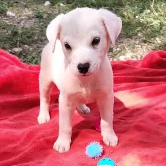 A baby medium-sized male White / Cream Labrador Retriever dog named Mischief for adoption in Oceanside, NY