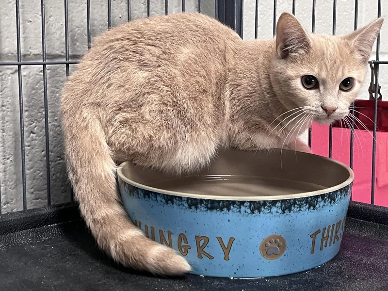 A young medium-sized male Orange / Red Domestic Short Hair cat named Salamone for adoption in Carrollton, GA