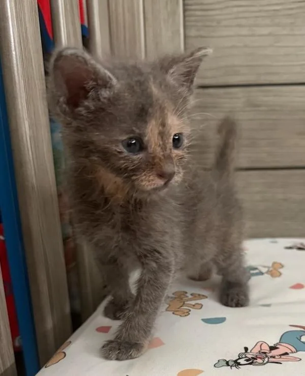 A young small-sized female Domestic Short Hair cat named Smokey for adoption in El Cajon, CA