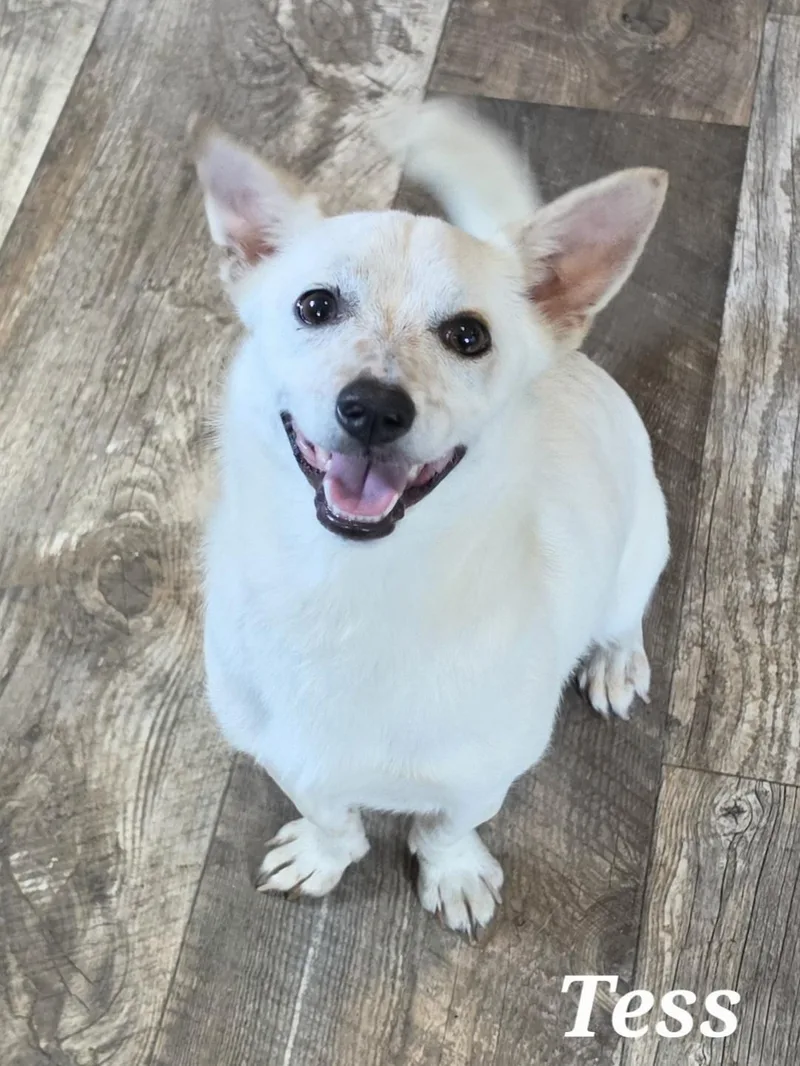A baby small-sized female Apricot / Beige Corgi dog named Tess for adoption in Edinburg, TX