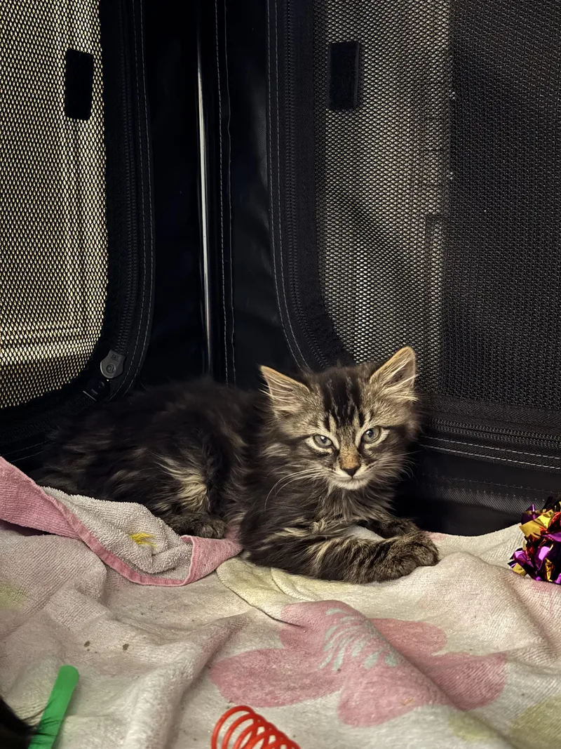 A baby small-sized male Tabby (Brown / Chocolate) Domestic Short Hair cat named Jellyfish Fields for adoption in Fruit Heights, UT