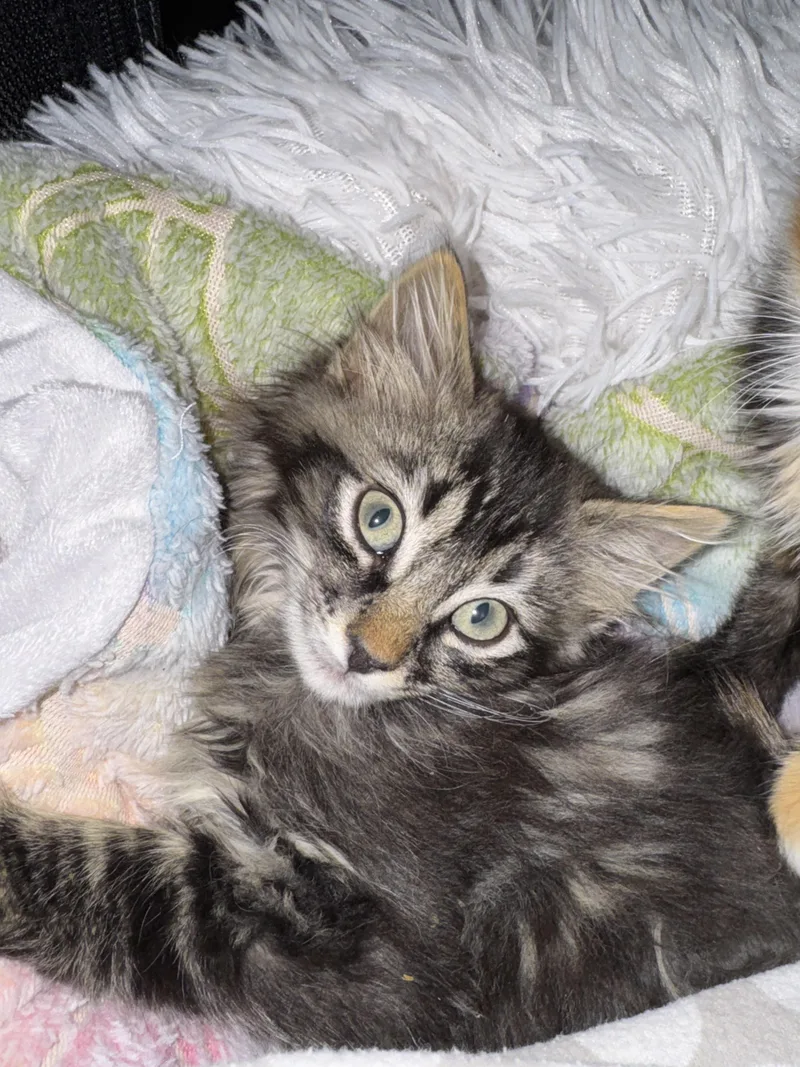 Jellyfish Fields thumbnail 5