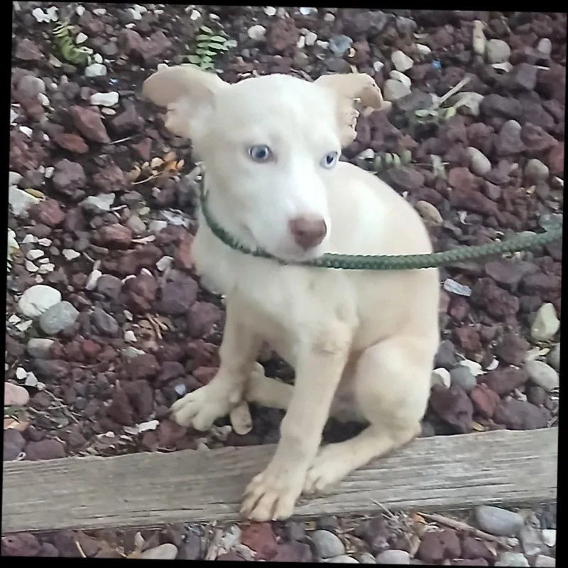 A baby medium-sized female Australian Shepherd dog named Casey Cleo for adoption in Thompson Falls, MT