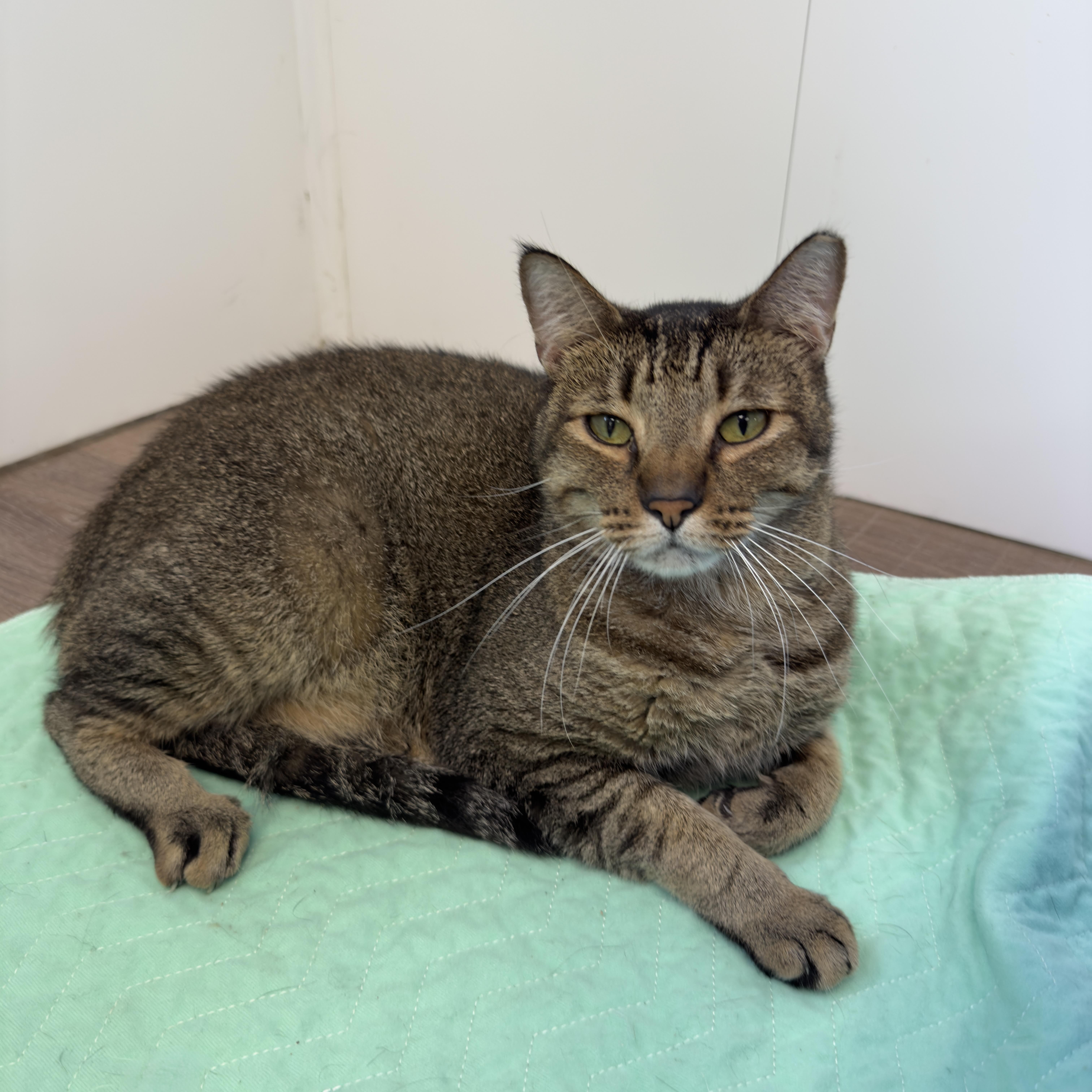 An adult medium-sized male Tabby (Brown / Chocolate) Tabby cat named Teddy for adoption in Alma, MI