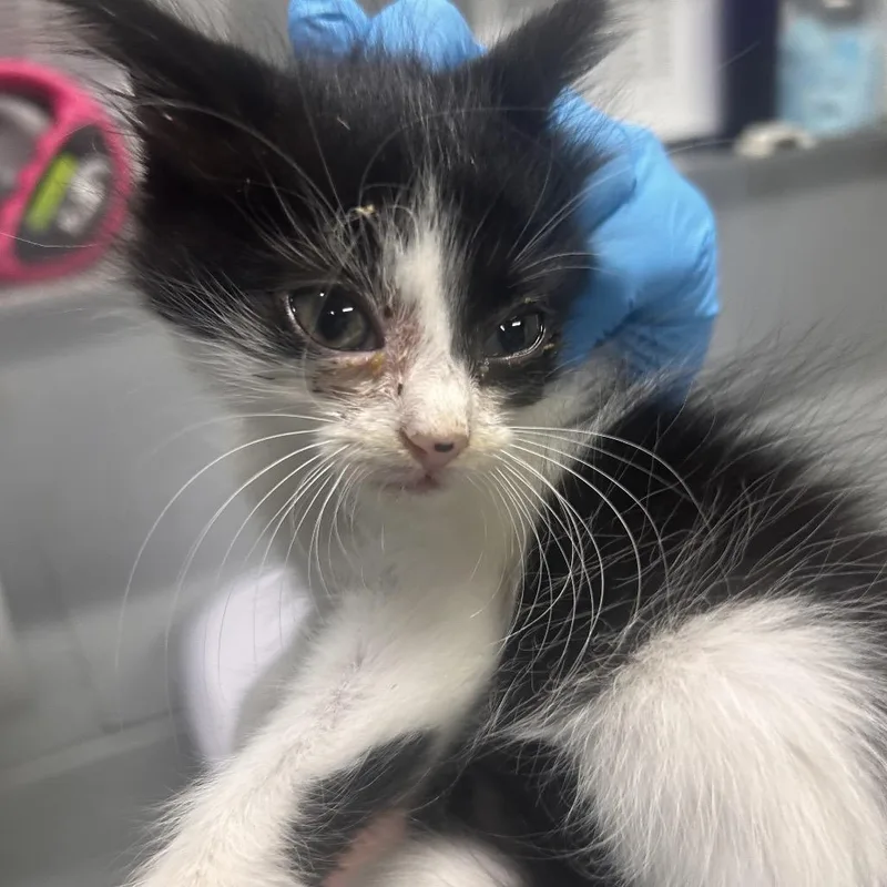 A baby small-sized female Domestic Medium Hair cat named Melody for adoption in Summerville, SC