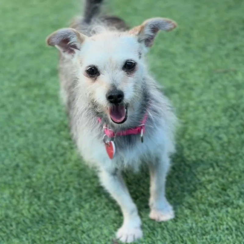 An adult small-sized female Yellow / Tan / Blond / Fawn Cairn Terrier dog named Primrose A for adoption in Mission Hills, CA
