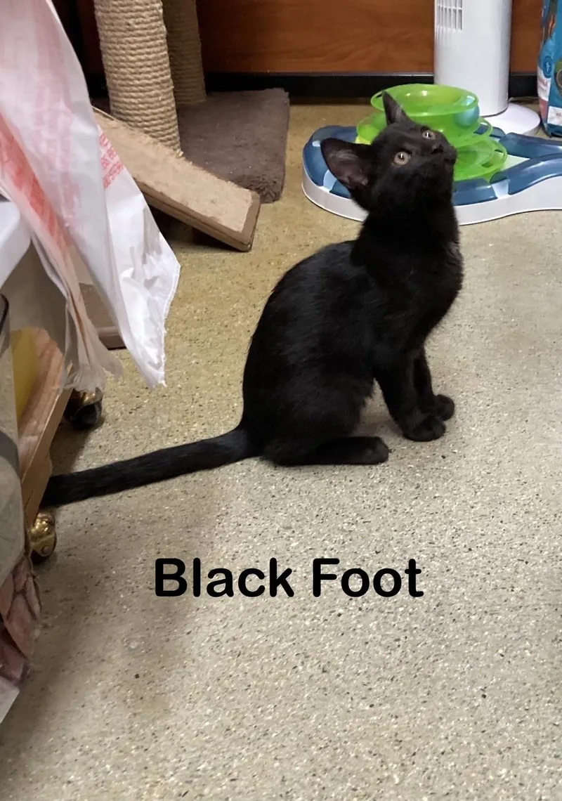 Black Foot