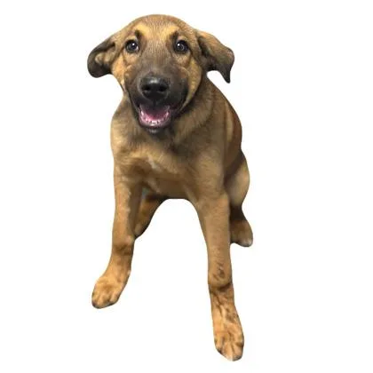 A baby medium-sized male Shepherd dog named Evander for adoption in Red Bluff, CA