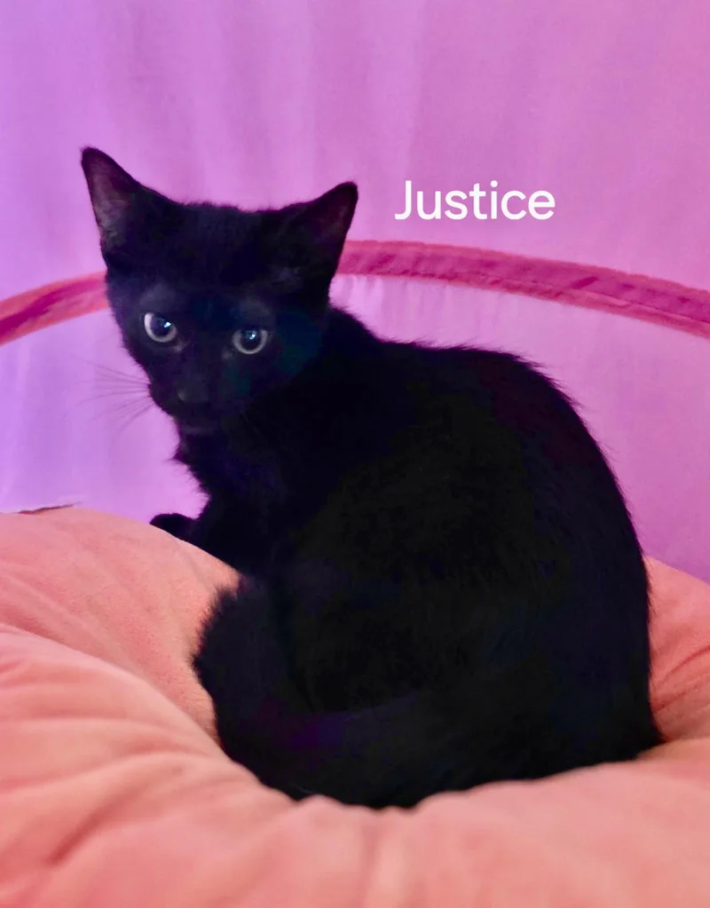 A baby medium-sized male Black Domestic Short Hair cat named Justice for adoption in Oviedo, FL