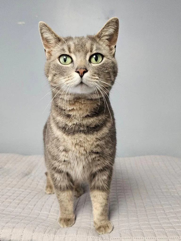 An adult medium-sized female Domestic Short Hair cat named Echo for adoption in Lovingston, VA