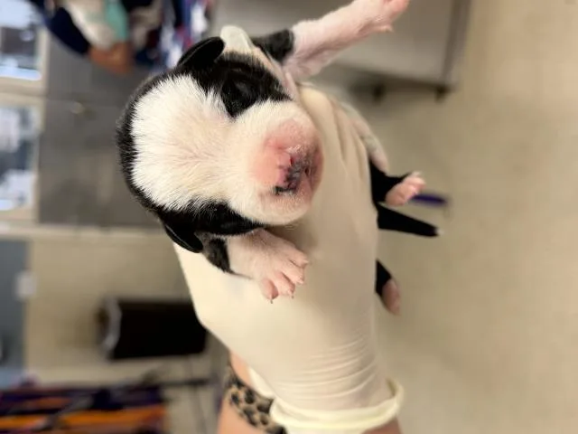 A baby small-sized male Pit Bull Terrier dog named A for adoption in Riverside, CA