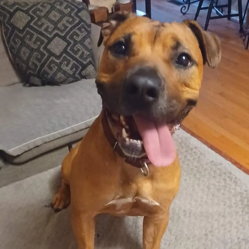 An adult large-sized male American Staffordshire Terrier dog named Brad Pitt for adoption in Long Island City, NY