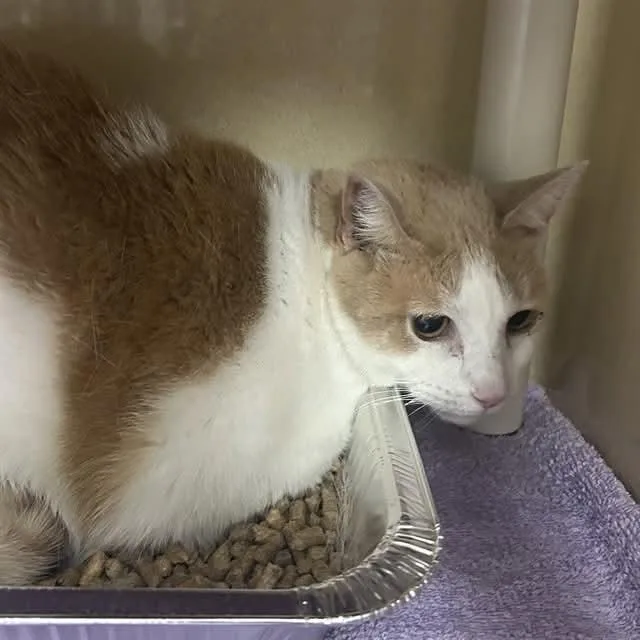 An adult large-sized female Cream / Ivory Domestic Short Hair cat named Punkin for adoption in Mooresville, NC