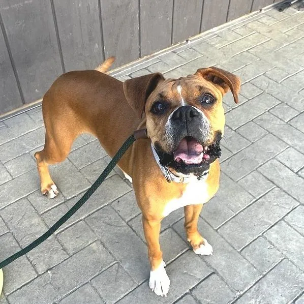 An adult medium-sized female Boxer dog named Bonnie for adoption in Los Angeles, CA