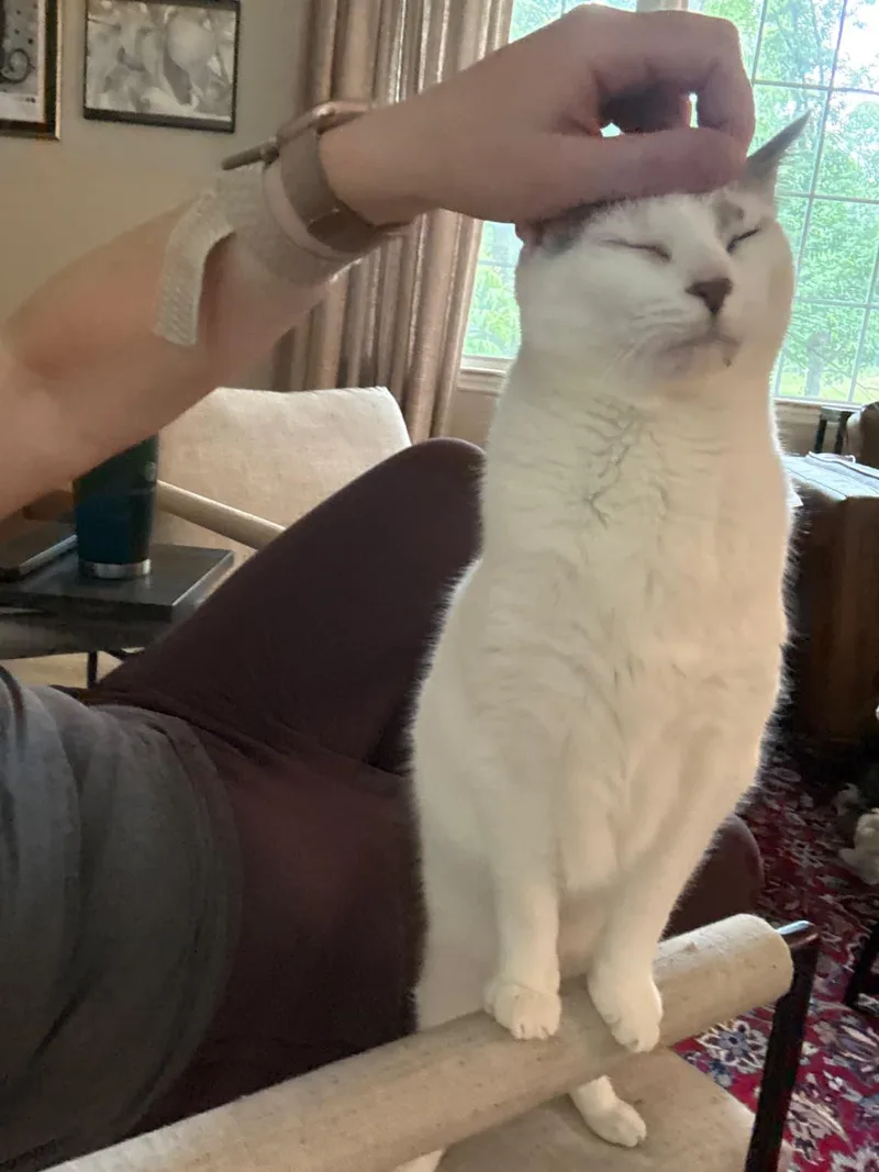 A young medium-sized male White Turkish Van cat named Tiny and Ivory for adoption in Jersey City , NJ