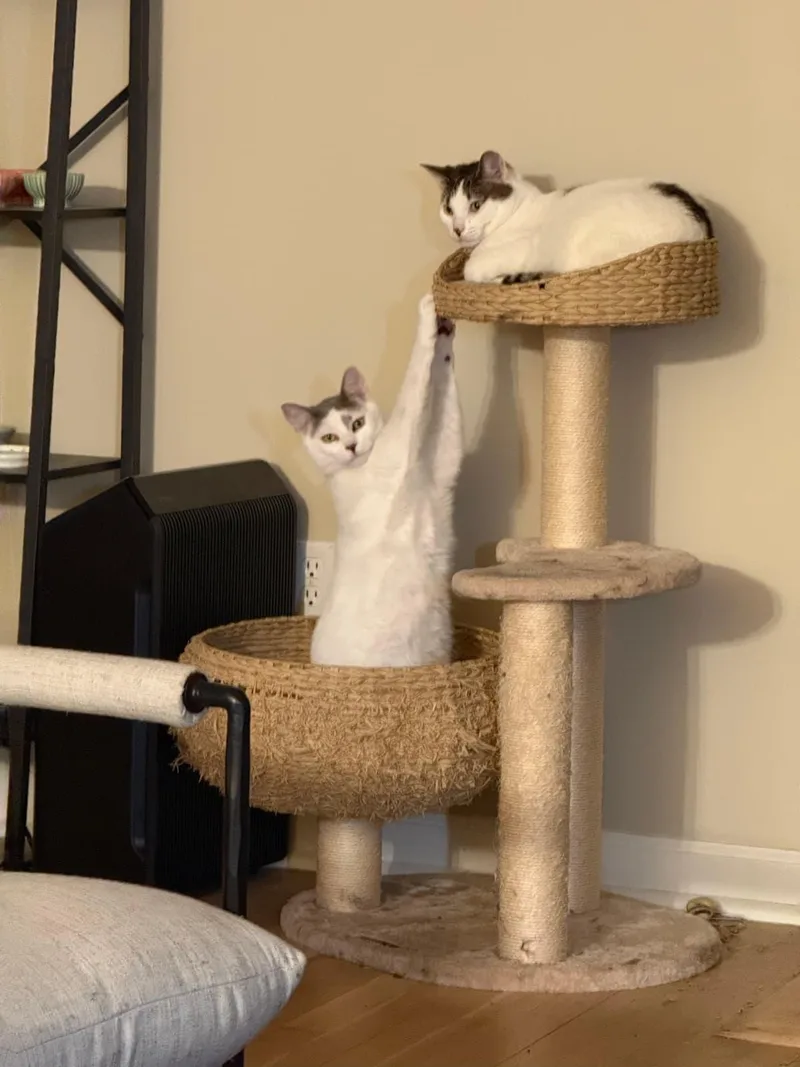 Tiny and Ivory  thumbnail 2
