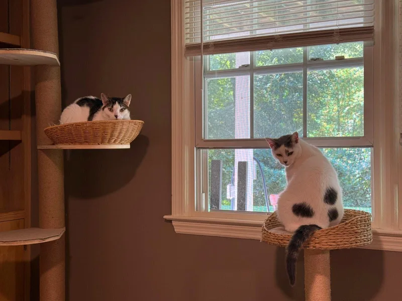 Tiny and Ivory  thumbnail 3