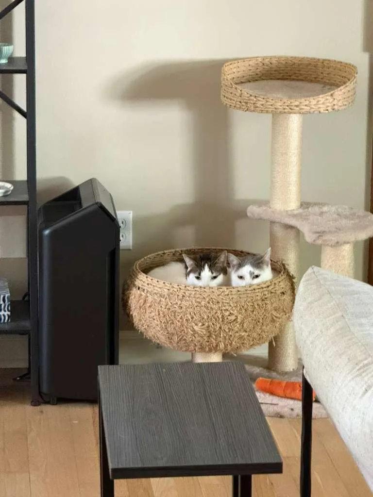 Tiny and Ivory  thumbnail 5