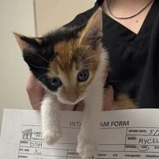 A baby small-sized female Calico Domestic Short Hair cat named Mycelia for adoption in Tempe, AZ