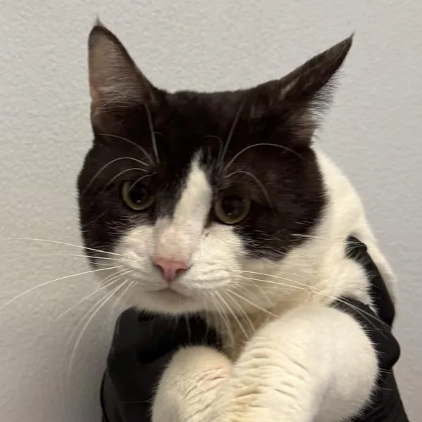 An adult medium-sized male Domestic Short Hair cat named Max! for adoption in San Diego, CA
