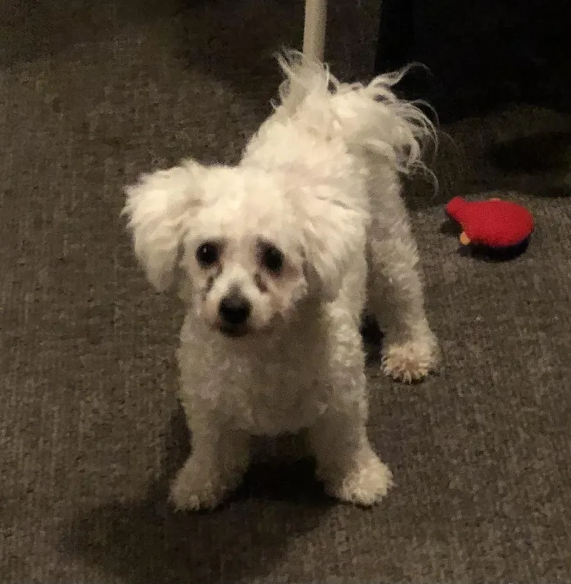 An adult small-sized male Bichon Frise dog named Rocky for adoption in Placentia, CA