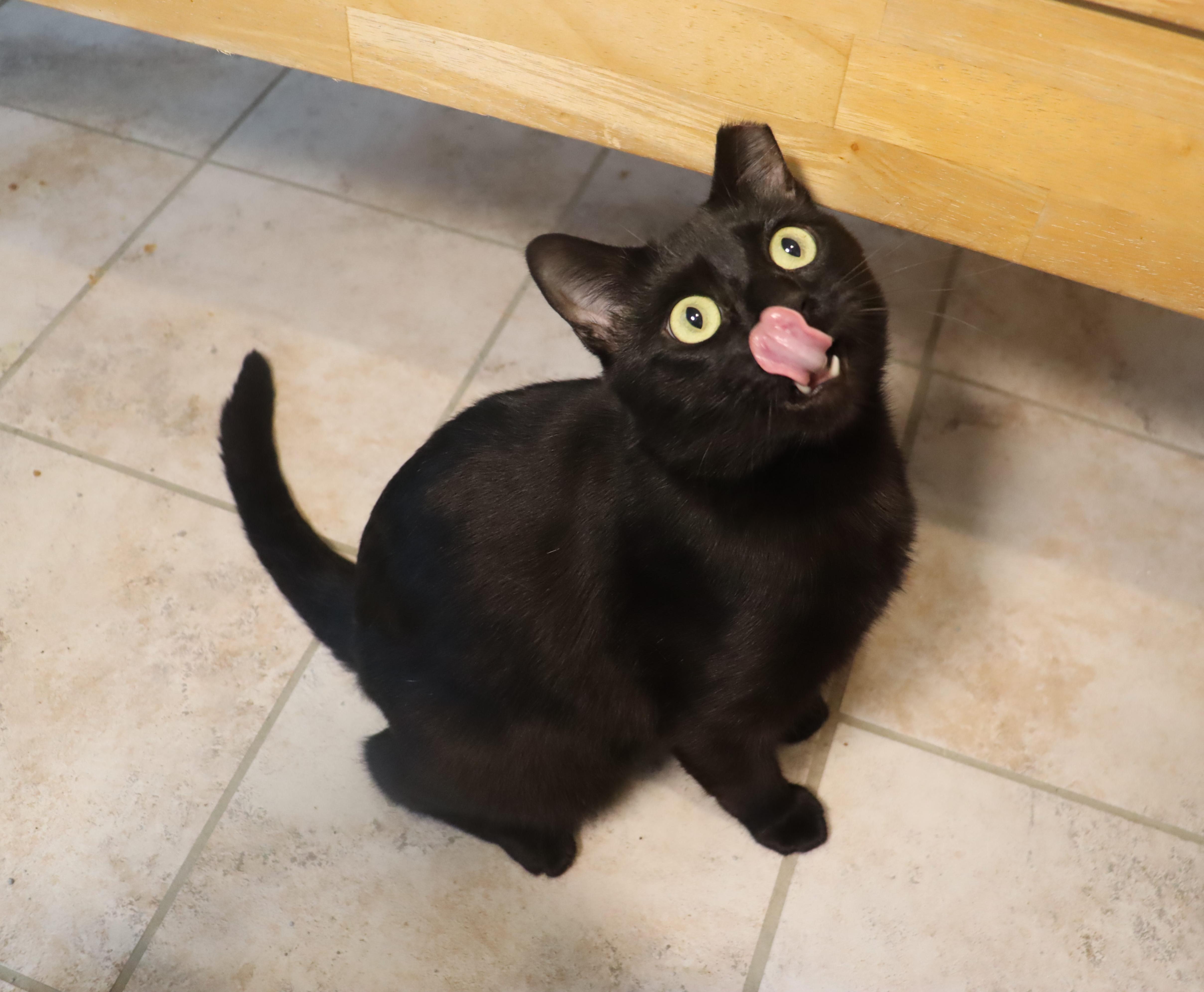 An adult large-sized male Domestic Short Hair cat named Floyd Total Character for adoption in League City, TX