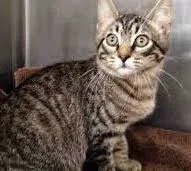 An adult medium-sized female Domestic Short Hair cat named Sparrow for adoption in Vacaville, CA